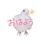 健気なはーちゃん！（個別スタンプ：2）