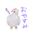 健気なはーちゃん！（個別スタンプ：3）