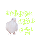 健気なはーちゃん！（個別スタンプ：4）