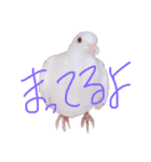 健気なはーちゃん！（個別スタンプ：6）