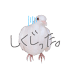 健気なはーちゃん！（個別スタンプ：8）