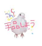 健気なはーちゃん！（個別スタンプ：14）