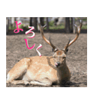 動物と日常生活スタンプ（個別スタンプ：1）