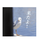 動物と日常生活スタンプ（個別スタンプ：2）