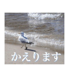 動物と日常生活スタンプ（個別スタンプ：3）