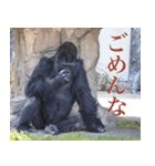 動物と日常生活スタンプ（個別スタンプ：9）