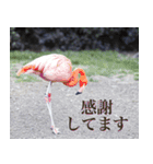 動物と日常生活スタンプ（個別スタンプ：11）