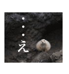 動物と日常生活スタンプ（個別スタンプ：12）