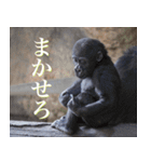 動物と日常生活スタンプ（個別スタンプ：13）