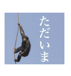 動物と日常生活スタンプ（個別スタンプ：14）