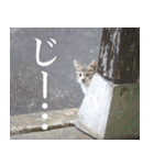 動物と日常生活スタンプ（個別スタンプ：20）