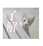 動物と日常生活スタンプ（個別スタンプ：21）