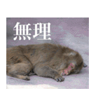 動物と日常生活スタンプ（個別スタンプ：22）