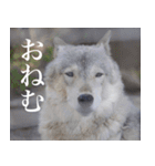 動物と日常生活スタンプ（個別スタンプ：23）