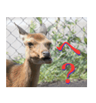 動物と日常生活スタンプ（個別スタンプ：24）