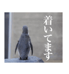 動物と日常生活スタンプ（個別スタンプ：30）