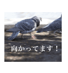 動物と日常生活スタンプ（個別スタンプ：31）
