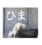 動物と日常生活スタンプ（個別スタンプ：34）