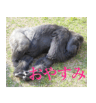 動物と日常生活スタンプ（個別スタンプ：37）