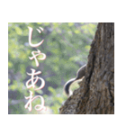 動物と日常生活スタンプ（個別スタンプ：38）
