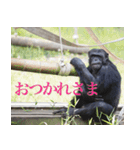動物と日常生活スタンプ（個別スタンプ：39）