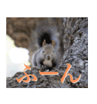 動物と日常生活スタンプ（個別スタンプ：40）