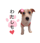 JRT☆ステラ（個別スタンプ：9）