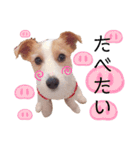 JRT☆ステラ（個別スタンプ：16）