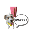 ピコラの毎日スタンプ ワクワク編（個別スタンプ：3）