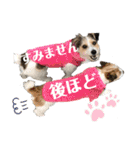 ピコラの毎日スタンプ ワクワク編（個別スタンプ：4）