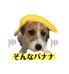ピコラの毎日スタンプ ワクワク編（個別スタンプ：9）