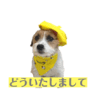 ピコラの毎日スタンプ ワクワク編（個別スタンプ：14）