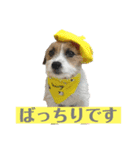 ピコラの毎日スタンプ ワクワク編（個別スタンプ：15）