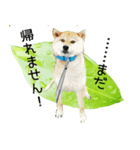 柴犬『ちくわ』の幸せ葉っぱスタンプ（個別スタンプ：11）