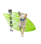 柴犬『ちくわ』の幸せ葉っぱスタンプ（個別スタンプ：12）