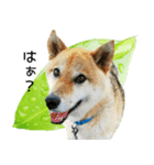 柴犬『ちくわ』の幸せ葉っぱスタンプ（個別スタンプ：19）