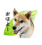 柴犬『ちくわ』の幸せ葉っぱスタンプ（個別スタンプ：20）