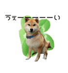 柴犬『ちくわ』の幸せ葉っぱスタンプ（個別スタンプ：21）