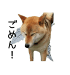 柴犬『ちくわ』の幸せ葉っぱスタンプ（個別スタンプ：22）