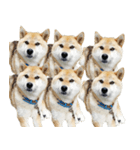 柴犬『ちくわ』スタンプ（個別スタンプ：2）