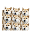 柴犬『ちくわ』スタンプ（個別スタンプ：3）
