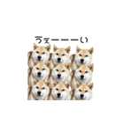 柴犬『ちくわ』スタンプ（個別スタンプ：4）
