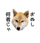 柴犬『ちくわ』スタンプ（個別スタンプ：5）