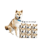 柴犬『ちくわ』スタンプ（個別スタンプ：7）