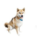 柴犬『ちくわ』スタンプ（個別スタンプ：8）