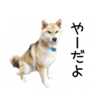 柴犬『ちくわ』スタンプ（個別スタンプ：14）