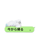 レオン＆シェリー《ペキニーズ》2（個別スタンプ：1）
