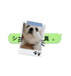 レオン＆シェリー《ペキニーズ》2（個別スタンプ：3）