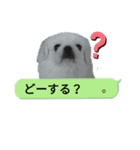 レオン＆シェリー《ペキニーズ》2（個別スタンプ：4）