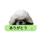 レオン＆シェリー《ペキニーズ》2（個別スタンプ：5）